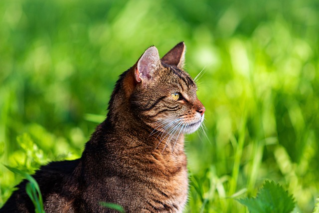 Gorgeous Orange Tabby Cats