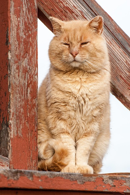 Gorgeous Orange Tabby Cats