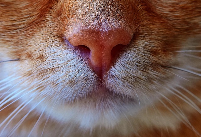 Gorgeous Orange Tabby Cats