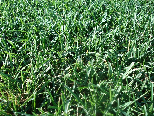 lawn-care-640x480-80612312.jpeg