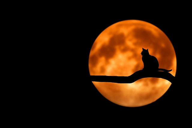 Marmalade Cats