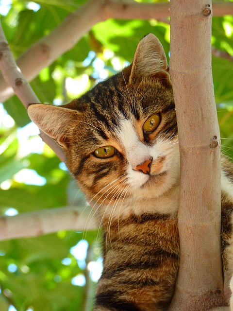 Marmalade Cats