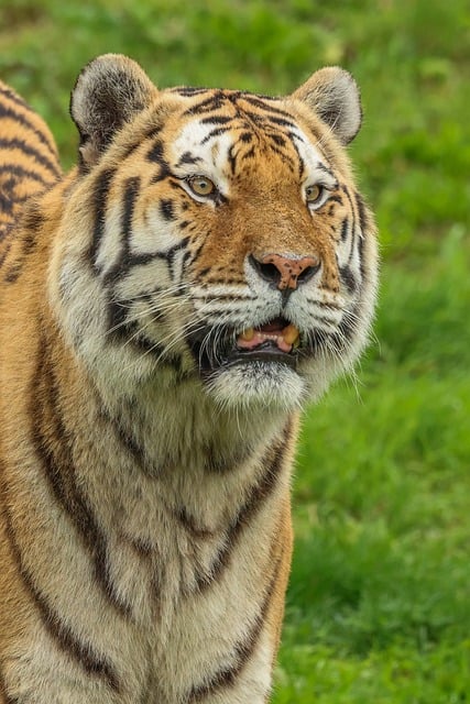 marmalade-felines-640x480-38731899.jpeg