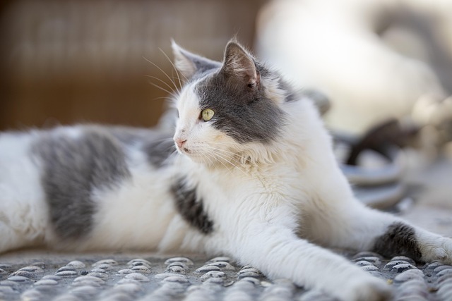 marmalade-felines-640x480-42058170.jpeg
