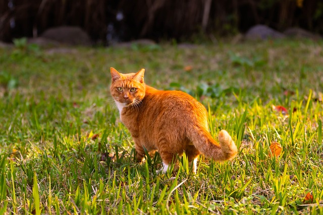Marmalade Felines