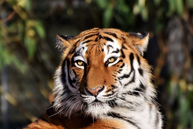 marmalade-felines-640x480-70540167.jpeg
