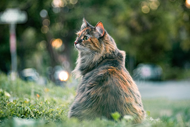 Marmalade Felines