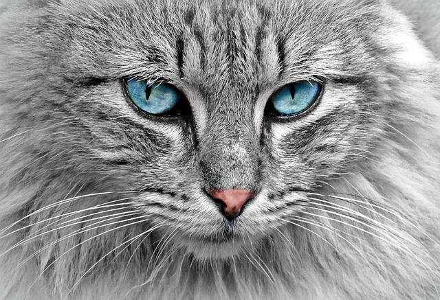 Orange Cat Resources