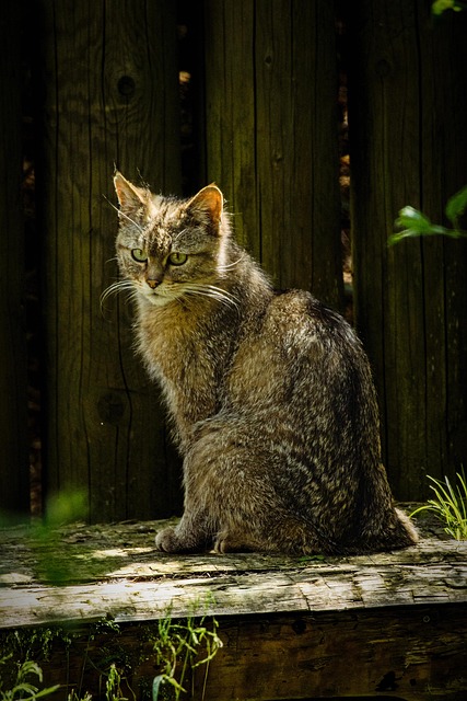 orange-cat-resources-640x480-79430207.jpeg