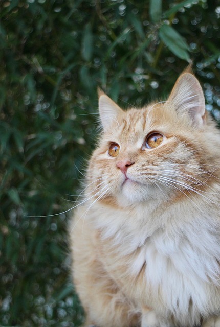 Orange Cats