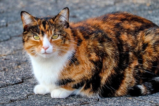 Orange Cats