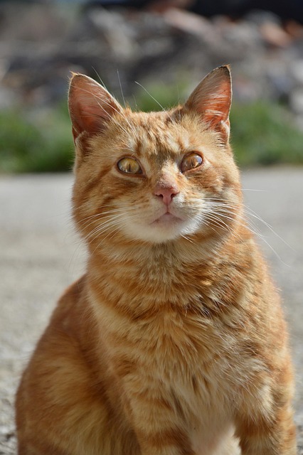 Orange Cats