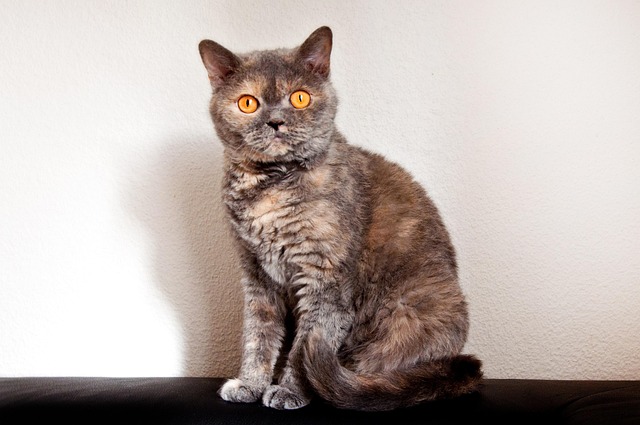 Unleash Bliss: Orange Cats, Perfect Companions Unveiled