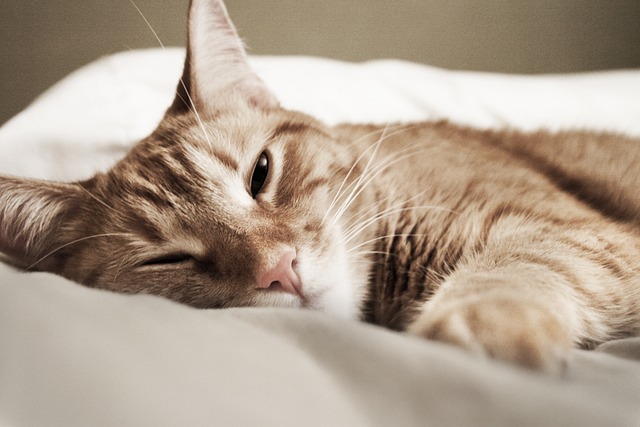 Unveiling the Charms of Orange Felines Globally