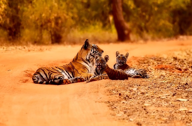 orange-felines-640x480-3149523.jpeg