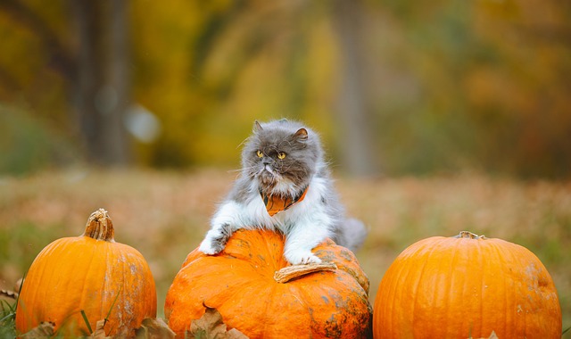Orange Felines