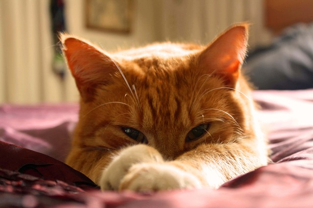 Orange Felines