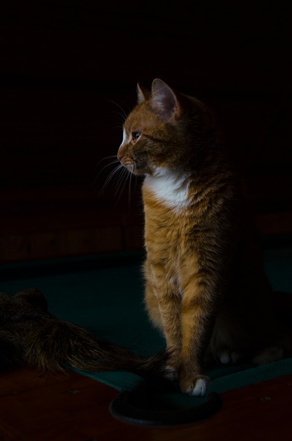 Orange Felines