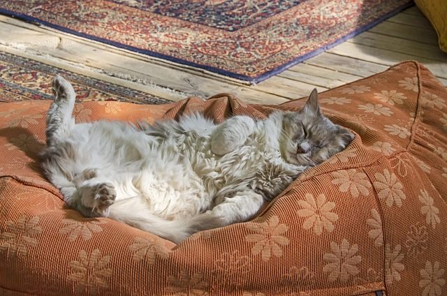 Orange Felines