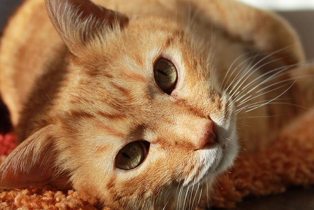 Orange Felines