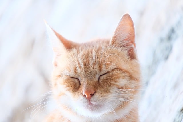 Orange Felines