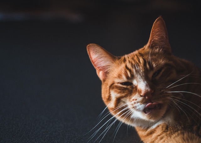 Orange Felines