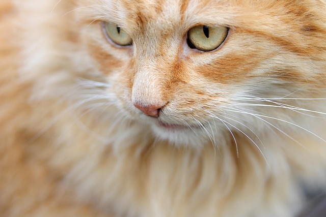 Orange Felines