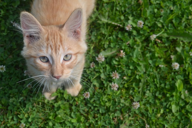 Orange Kittens