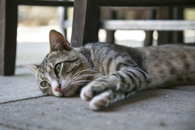 orange-kittens-640x480-37942656.jpeg