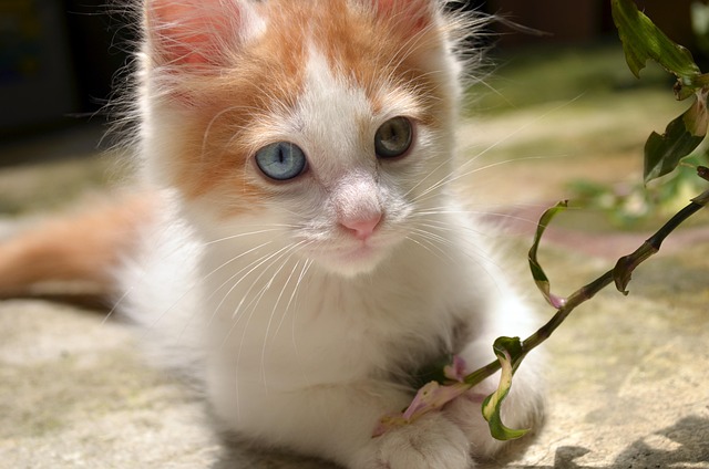 Orange Kittens