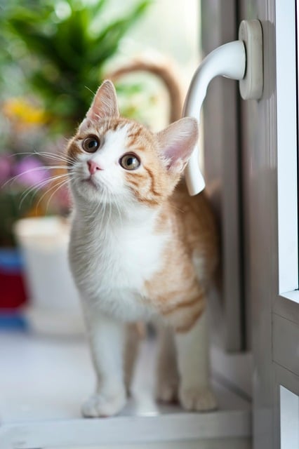 orange-kittens-640x480-59198899.jpeg
