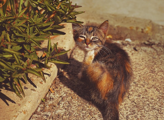 orange-kittens-640x480-73616407.jpeg