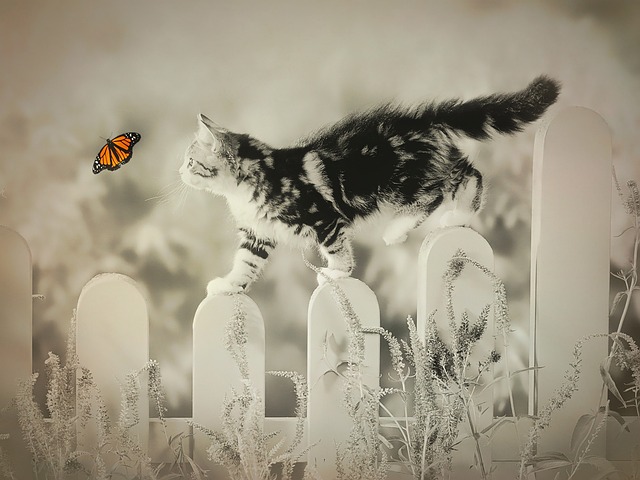 orange-kittens-640x480-89656320.jpeg