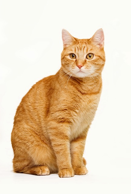 Orange Tabbies