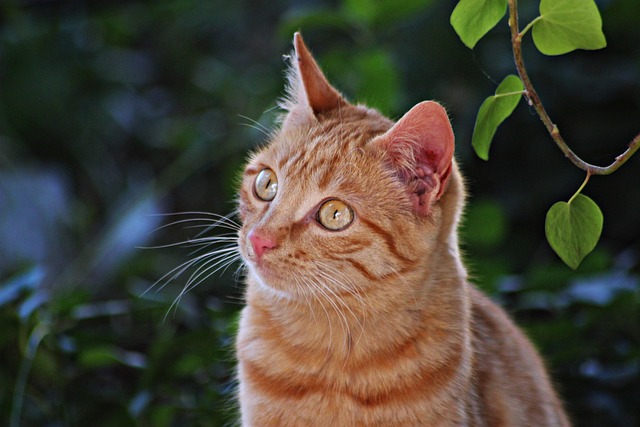 Orange Tabby
