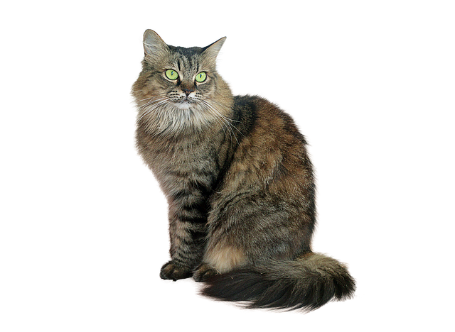 Orange Tabby