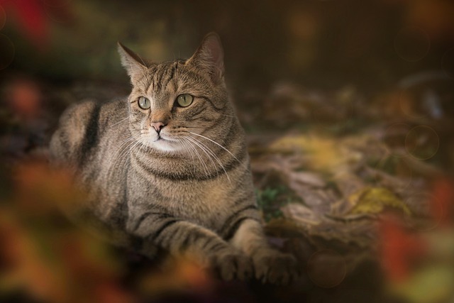 Orange Tabby