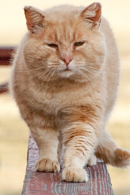 Orange Tabby