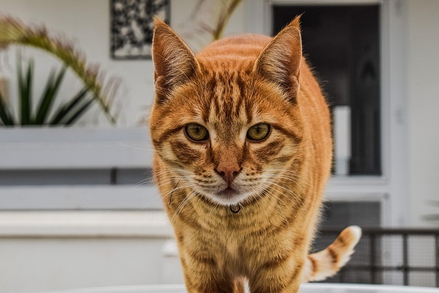 Orange Tabby