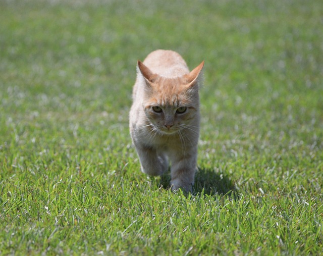 Orange Tabby