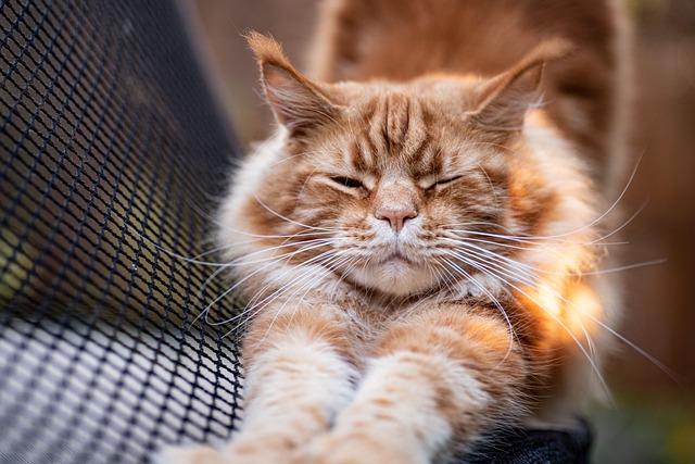 Orange Tabby