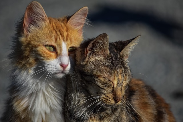 Orange Tabby Cats