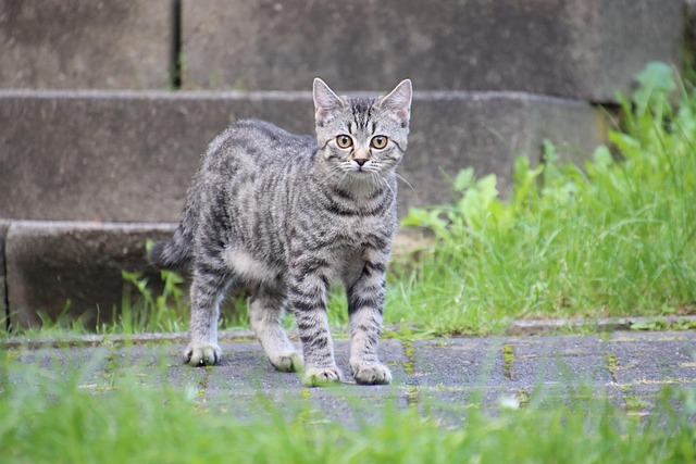 orange-tabby-cats-640x480-44966627.jpeg