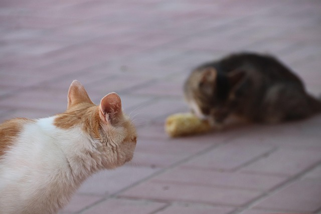 Orange Tabby Cats