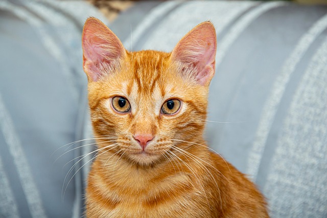 orange-tabby-cats-640x480-87717642.jpeg