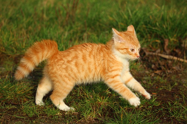 Orange Tabby Kitten