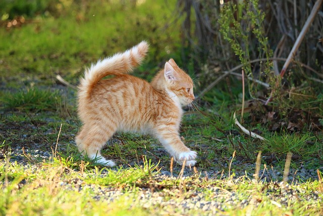Orange Tabby Kitten