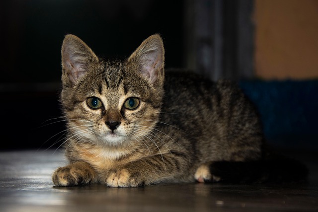 orange-tabby-kitten-640x480-69598534.jpeg