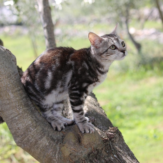 orange-tabby-kitten-640x480-75956085.jpeg