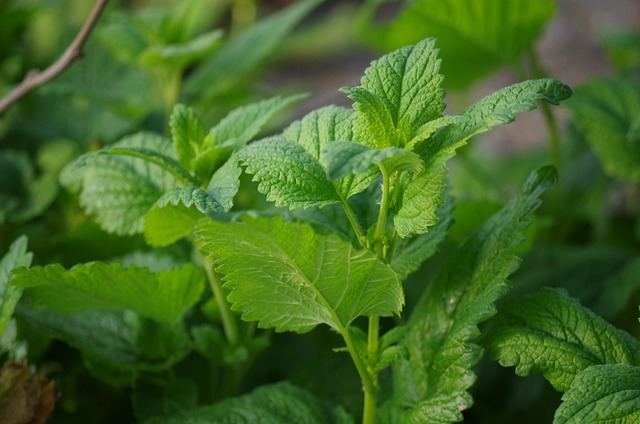 Peppermint Tea